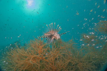 Fototapeta na wymiar Lion fish in the Sea of the Philippines 