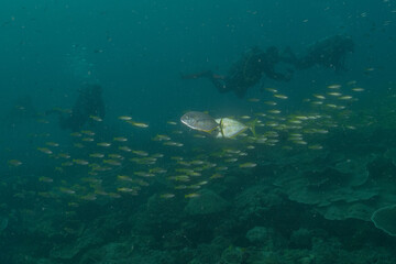 Fish swim in the Sea of the Philippines
