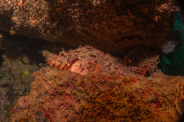 Coral reef and water plants at the Sea of the Philippines
