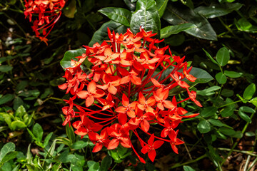Beautiful Red spike flower. Ixora coccinea flower in the garden.