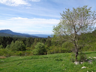 landscape with trees