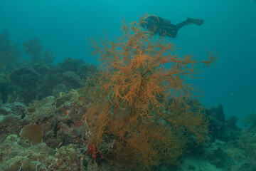 Coral reef and water plants at the Sea of the Philippines

