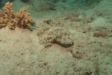 Fish swim in the Sea of the Philippines
