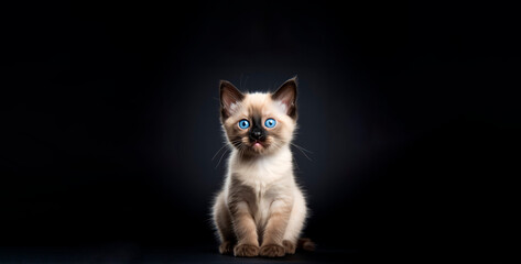 Adorable Bengal kitten sitting on black background with copy space, mock-up

Concept: pet, cuteness, animal

Keywords: kitten, Bengal, cute, pet, animal, cat, domestic, feline, small, fluffy, 