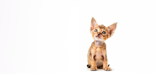 Curious Abyssinian kitten with large ears on white background, copy space for text
Concept: pet, curiosity, playfulness