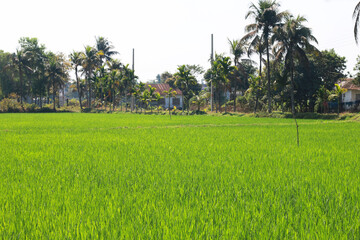 Green Rice fieldw with panoramic view.