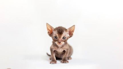 Fototapeta na wymiar Curious Abyssinian kitten with large ears on white background, copy space for text Concept: pet, curiosity, playfulness