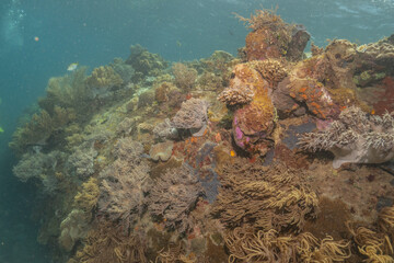 Coral reef and water plants at the Sea of the Philippines
