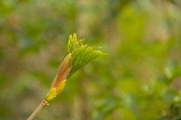 Sprouting beech leaf bud in spring, selective focus with bokeh background - fagus 