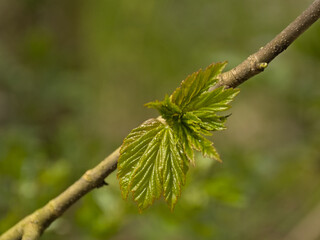 Sprouting beech leaf bud in spring, selective focus with bokeh background - fagus 