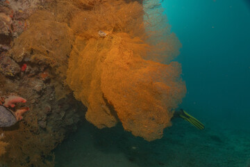 Coral reef and water plants at the Sea of the Philippines
