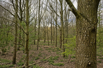 spring forest in Gentbrugse meersen nature reserve,Ghent, Flanders, Belgium 