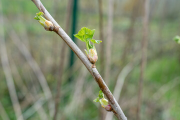 Close-up of black currant buds in spring