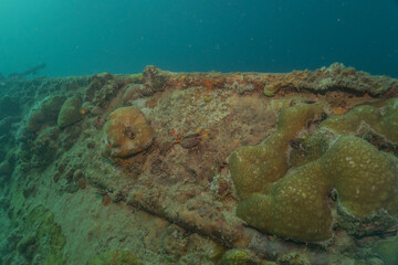 Coral reef and water plants at the Sea of the Philippines
