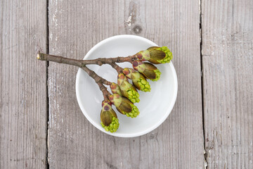 Close-up of maple tree buds in a white bowl