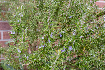 Detail of a rosemary bush with purple flowers