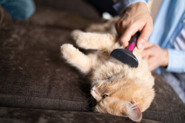 The owner combs the ginger cat at home on the couch. Pet care.