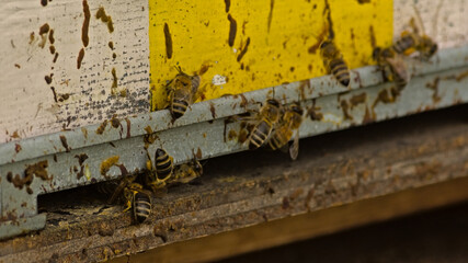  Bees leaving and entering a wooden beehive painted in white and yellow stripes 