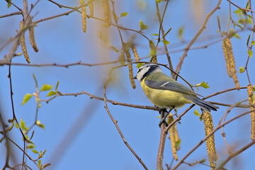 Obraz premium Eurasian blue tit sitting in a tree, selective focus with blurry branches and blue sky background - Cyanistes caeruleus