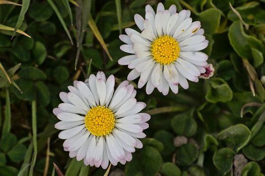 Daisy flowers in the grass, closeup -  Bellis perennis