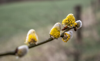 Weidenblüte