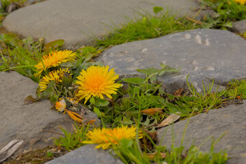 Bright yellow dandelions and grass growing in between cobblestones of a dirt road in the Flemish countryside