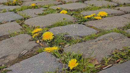 Bright yellow dandelions and grass growing in between cobblestones of a dirt road in the Flemish countryside