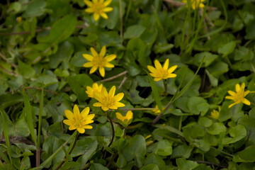 Bright yellow lesser celandine flowers, view from above - Ficaria verna