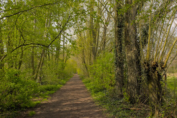Hiking trail through a fresh green spring forest in Gentbrugse Meersen nature reserve, Ghent, Flanders, Belgium 