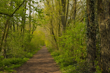 Hiking trail through a fresh green spring forest in Gentbrugse Meersen nature reserve, Ghent, Flanders, Belgium 