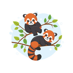 Red pandas on tree branches