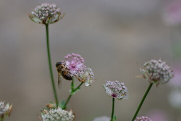 A drone fly or hoverfly, a bee mimic and pollinator on purple flowers in Kassel, Germany.