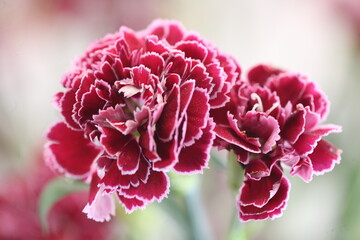 Vibrant Red Carnation: Captivating Beauty for Every Occasion!