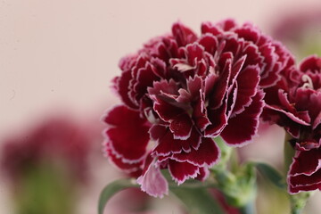 Vibrant Red Carnation: Captivating Beauty for Every Occasion!