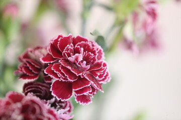 Vibrant Red Carnation: Captivating Beauty for Every Occasion!