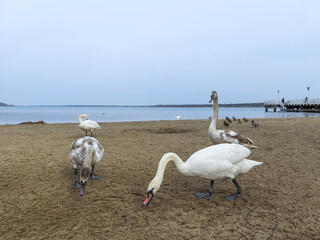 Swans feeding on the lake beach.
