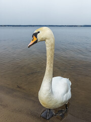 Swan on the lake beach.