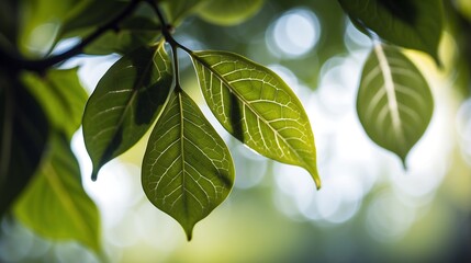 leafs texture pattern, leaf background with veins and cells - macro photography bokeh