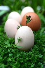 Brown and white eggs on gren leaves