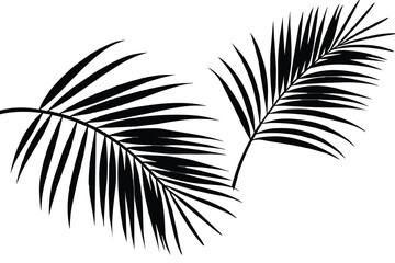 Shadow Palm Leaves silhouette on white wall background, Tropical Coconut Leaf Overlay, Element object for Spring Summer, Mock up Product Presentation, line art, vector illustration