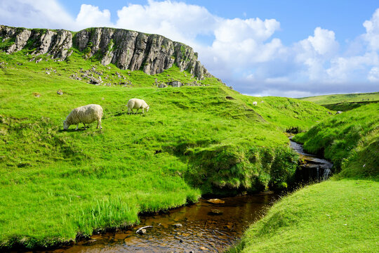 Isle of Skye, Scotland. Sheep grazing along a stream in the green landscape of the highlands.