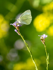 butterfly on a flower