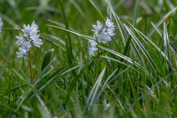Puschkinia scilloides early spring bulbous flowers in bloom, small white and blue flowering plant,...