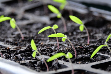 Garden Plan t Seedlings in a Greenhouse
