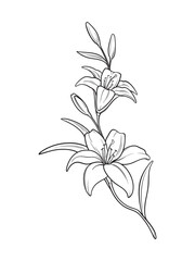 Lily branch flowers hand drawn line art tattoo design isolated vector illustration.