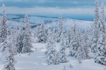 winter forest in the snow