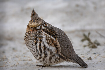 spruce grouse