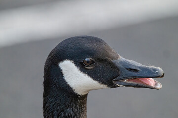 Closeup of Canada Goose