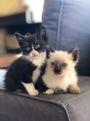Portrait of two kittens with bright blue eyes