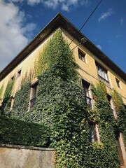 Fototapeta na wymiar Old yellow house covered in ivy 